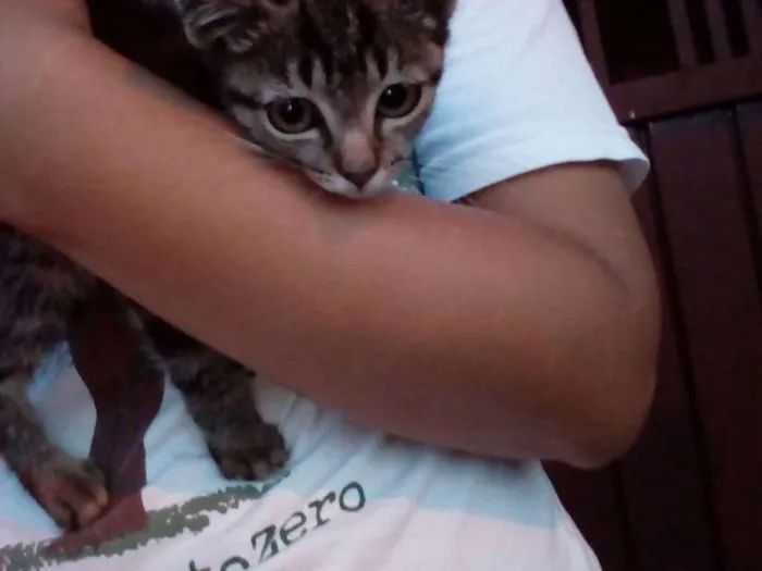 Gato raça  idade 2 a 6 meses nome gatinha