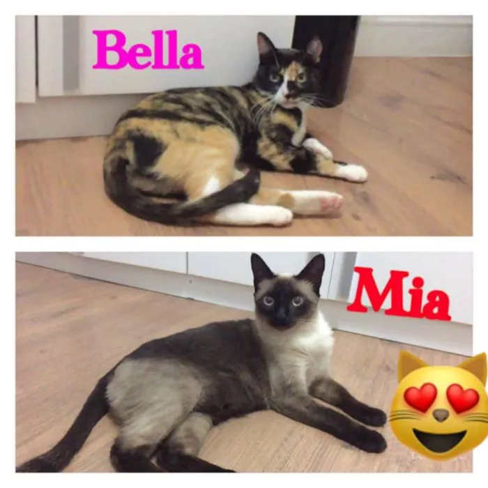 Gato ra a Siames e Sem raça idade 2 anos nome Bella e Mia