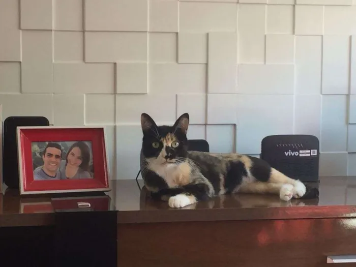 Gato ra a Siames e Sem raça idade 2 anos nome Bella e Mia