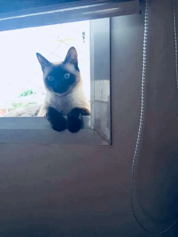Gato ra a Siames e Sem raça idade 2 anos nome Bella e Mia