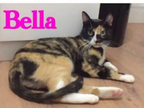 Gato ra a Siames e Sem raça idade 2 anos nome Bella e Mia