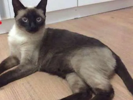 Gato ra a Siames e Sem raça idade 2 anos nome Bella e Mia