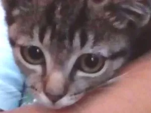 Gato raça  idade 2 a 6 meses nome gatinha