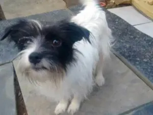 Cachorro raça Vira lata idade 3 anos nome Drica