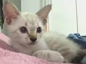 Gato raça Somali idade Abaixo de 2 meses nome Tétis