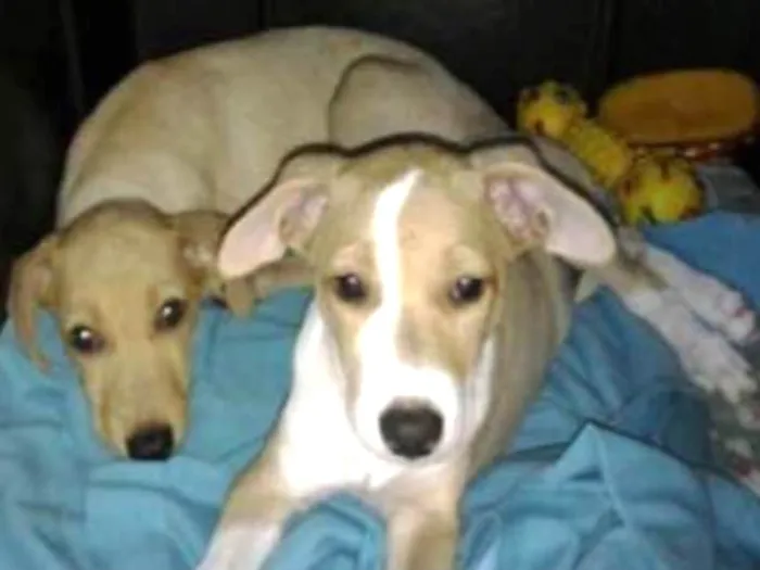 Cachorro ra a Vira Lata idade 2 a 6 meses nome Fifi e Deco