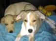 Fifi e Deco