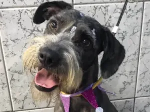 Cachorro raça Srd (estopinha) idade 1 ano nome Katty