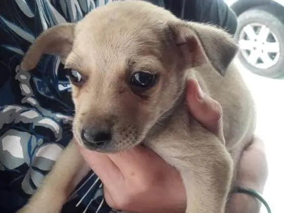 Cachorro ra a vira lata idade 2 a 6 meses nome gordim
