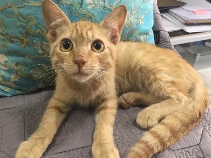 Gato ra a SRD idade 2 a 6 meses nome BAUNILHA