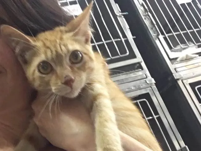 Gato ra a SRD idade 2 a 6 meses nome BAUNILHA