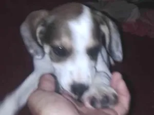 Cachorro raça Sdr idade 2 a 6 meses nome Não coloquei