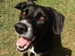 Cachorro raça Raça não definida idade 1 ano nome Sophia Lolita