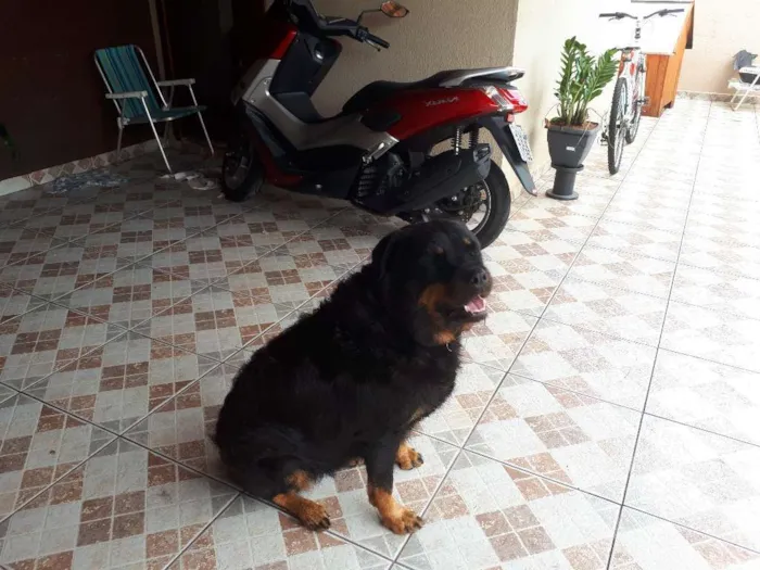 Cachorro ra a Rottweiler idade 6 ou mais anos nome hanna