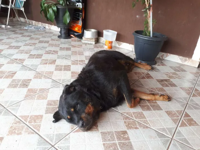 Cachorro ra a Rottweiler idade 6 ou mais anos nome hanna