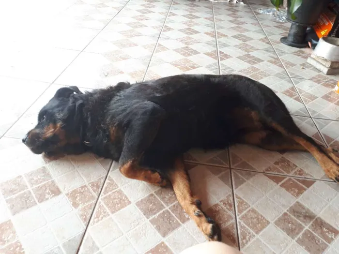 Cachorro ra a Rottweiler idade 6 ou mais anos nome hanna