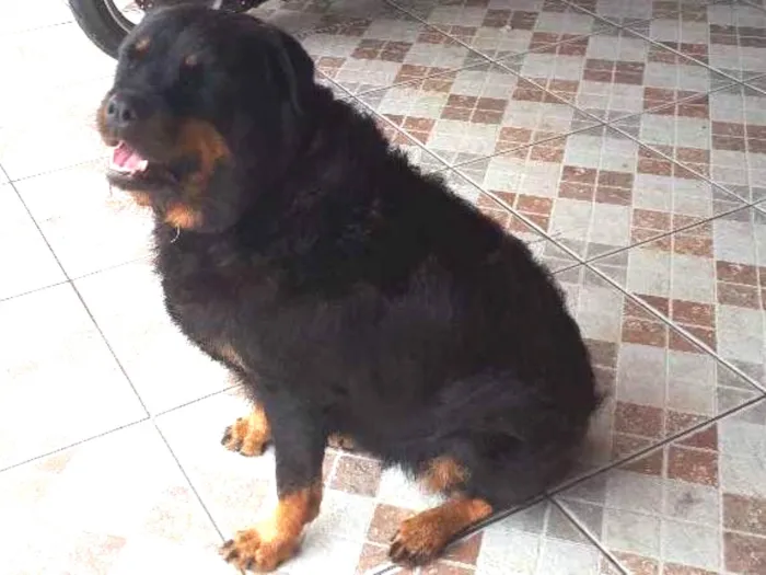 Cachorro ra a Rottweiler idade 6 ou mais anos nome hanna