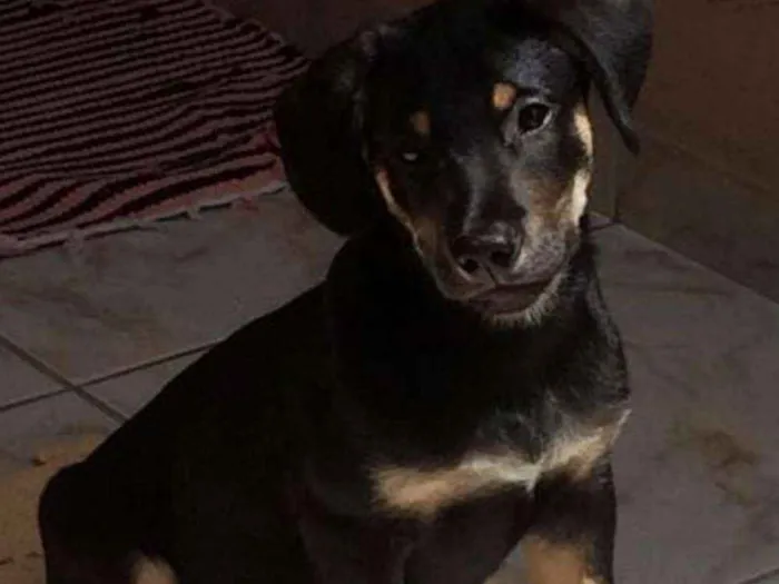 Cachorro ra a SRD idade 7 a 11 meses nome Mike