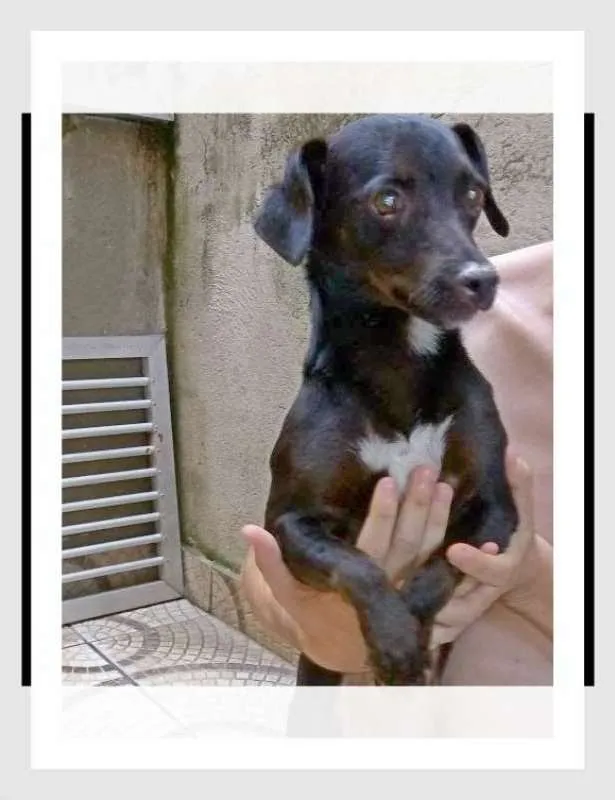 Cachorro ra a srd idade 1 ano nome Delphi