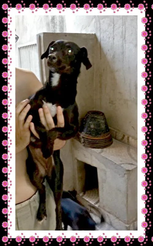 Cachorro ra a srd idade 1 ano nome Delphi