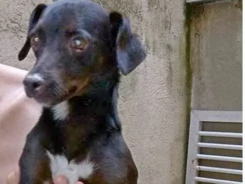 Cachorro ra a srd idade 1 ano nome Delphi