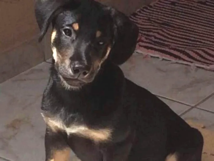 Cachorro ra a SRD idade 7 a 11 meses nome Mike