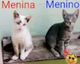 Branquinha e Patinho