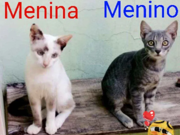 Gato ra a Indefinida idade 2 a 6 meses nome Branquinha e Patinho