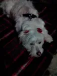 Melody