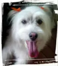Melody