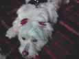 Melody