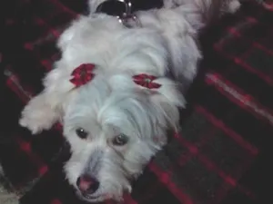 Cachorro raça Pastor alemão com pitbul idade 3 anos nome Melody