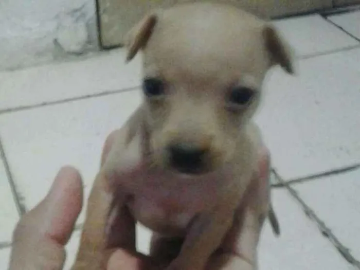 Cachorro raça Misturado  idade Abaixo de 2 meses nome Não tem nome 