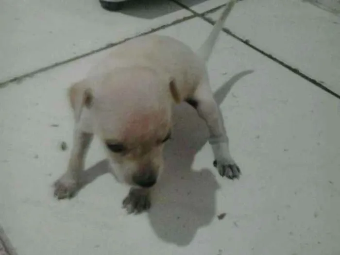 Cachorro raça Misturado  idade Abaixo de 2 meses nome Não tem nome 