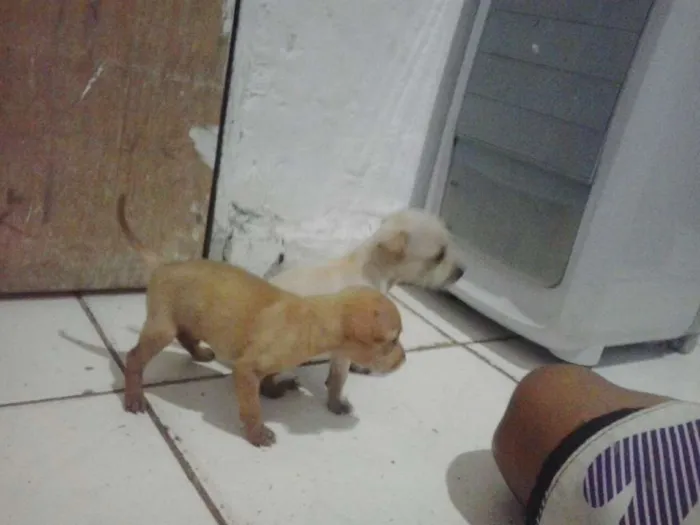 Cachorro raça Misturado  idade Abaixo de 2 meses nome Não tem nome 