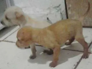 Cachorro raça Misturado  idade Abaixo de 2 meses nome Não tem nome 