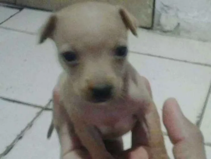 Cachorro raça Misturado  idade Abaixo de 2 meses nome Não tem nome 