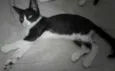Gatinhos p/adoção...