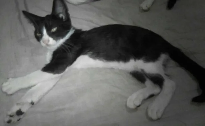 Gato raça São gatos viralatas idade 2 a 6 meses nome Gatinhos p/adoção...