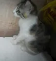Gatinhos p/adoção...