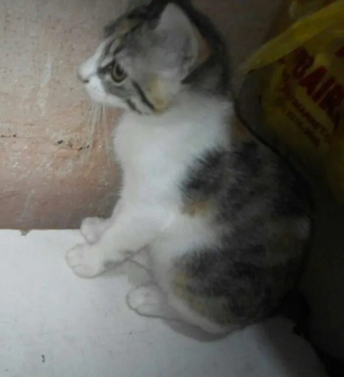 Gato raça São gatos viralatas idade 2 a 6 meses nome Gatinhos p/adoção...