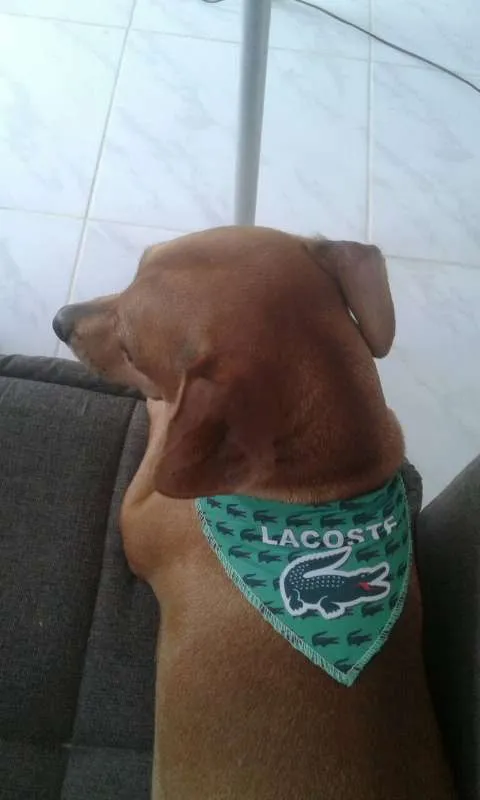 Cachorro ra a Basset-Cofap idade 3 anos nome Pipoca