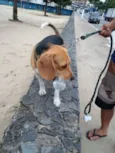 Buddie