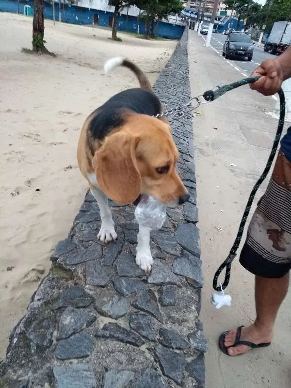 Cachorro ra a Beagle idade 3 anos nome Buddie