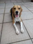 Buddie