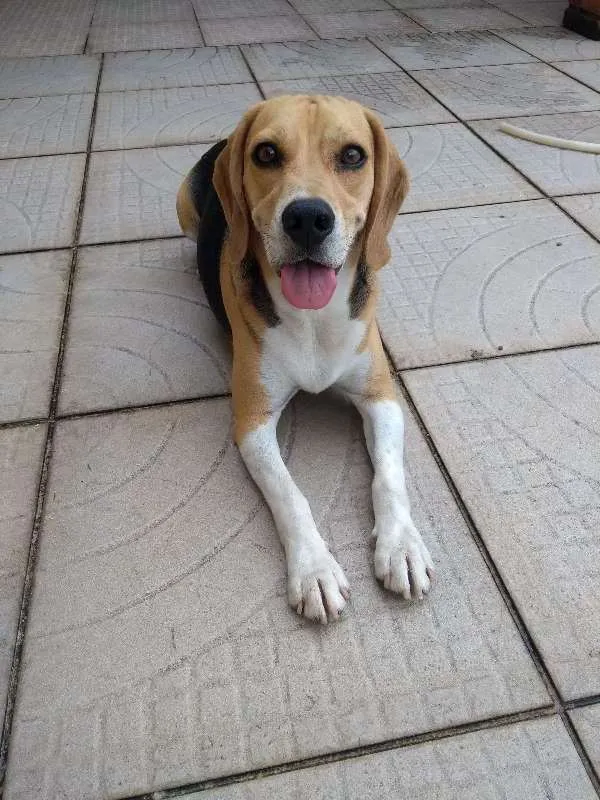 Cachorro ra a Beagle idade 3 anos nome Buddie