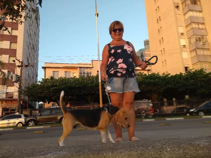 Cachorro ra a Beagle idade 3 anos nome Buddie