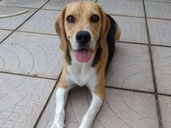 Cachorro ra a Beagle idade 3 anos nome Buddie
