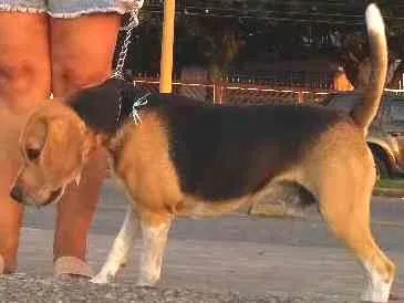Cachorro ra a Beagle idade 3 anos nome Buddie