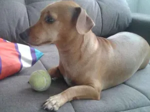 Cachorro raça Basset-Cofap idade 3 anos nome Pipoca